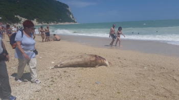 Un delfino morto si spiaggia a San Michele