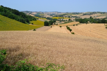 Stop al contenimento degli ungulati e degli indennizzi agli agricoltori: i tagli della Regione Marche significano anche questo