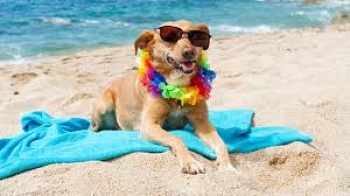 A Numana apre una spiaggia per cani 