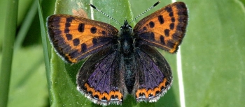 La Lista Rossa delle farfalle italiane dice 'attenti ai cambiamenti ambientali'