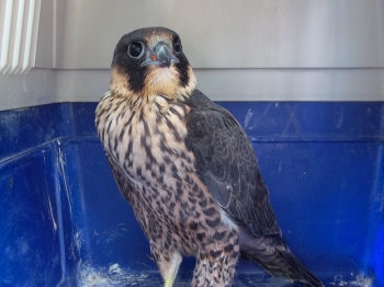 LIPU e Parco del Conero: sinergia vincente per salvare l' avifauna in difficoltà
